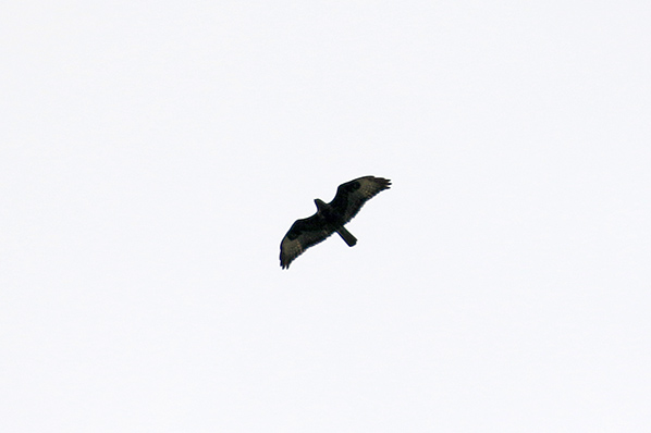 Buizerd